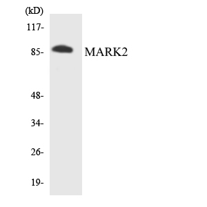 MARK2 Antibody - Western blot analysis of the lysates from 293 cells using MARK2 antibody.