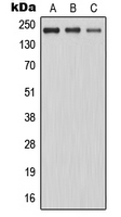 MAST205 / MAST2 Antibody - Western blot analysis of MAST2 expression in K562 (A); HeLa (B); Jurkat (C) whole cell lysates.