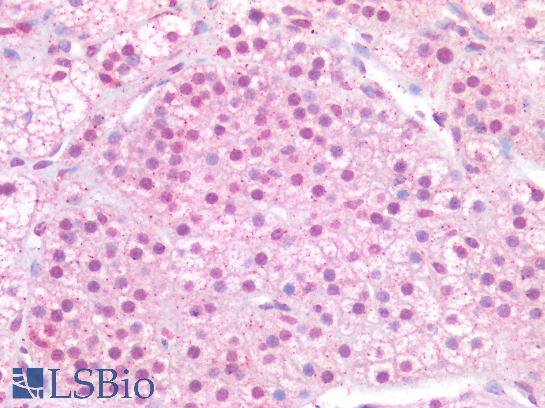 MAX Antibody - Human Adrenal: Formalin-Fixed, Paraffin-Embedded (FFPE)