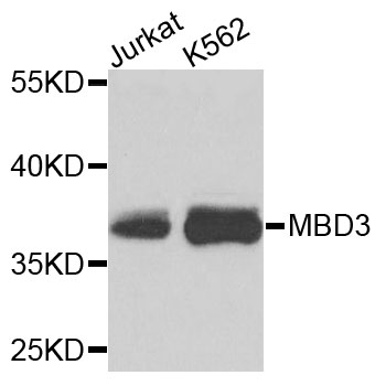 MBD3 Antibody - Western blot analysis of extracts of various cells, using MBD3 antibody.