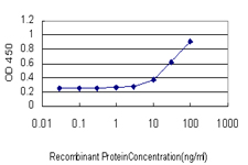 MBNL1 / MBNL Antibody - Detection limit for recombinant GST tagged MBNL1 is approximately 3 ng/ml as a capture antibody.