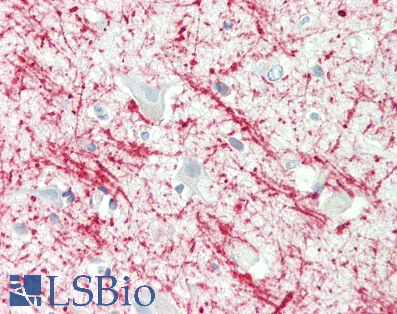 MBP Antibody - Anti-Myelin Basic Protein / MBP antibody IHC staining of human brain, cortex. Immunohistochemistry of formalin-fixed, paraffin-embedded tissue after heat-induced antigen retrieval. Antibody dilution 1:100.