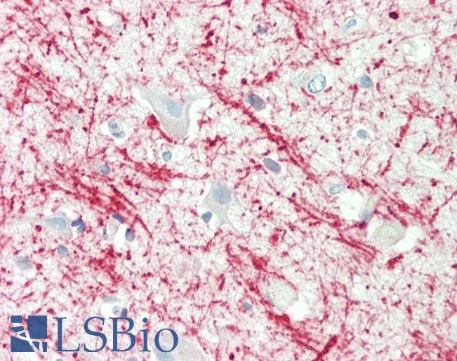 MBP Antibody - Anti-Myelin Basic Protein / MBP antibody IHC staining of human brain, cortex. Immunohistochemistry of formalin-fixed, paraffin-embedded tissue after heat-induced antigen retrieval. Antibody dilution 1:100.