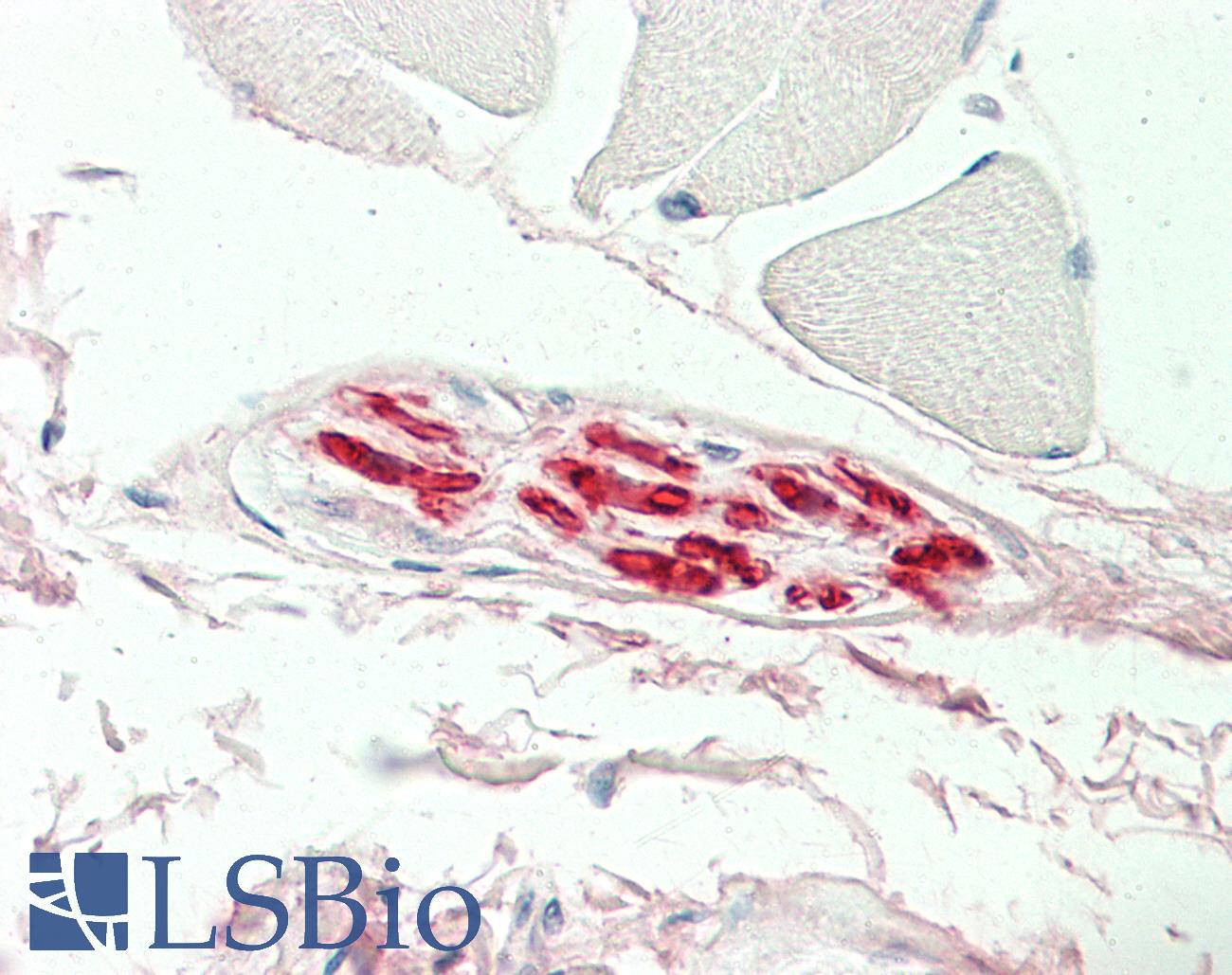 MBP Antibody - Anti-Myelin Basic Protein / MBP antibody IHC staining of human skeletal muscle, nerve. Immunohistochemistry of formalin-fixed, paraffin-embedded tissue after heat-induced antigen retrieval.