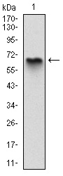 MBP Antibody - Western blot using MBP monoclonal antibody against human MBP (AA: 1-197) recombinant protein. (Expected MW is 70 kDa)
