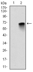 MBP Antibody - Western blot using MBP monoclonal antibody against HEK293 (1) and MBP-hIgGFc transfected HEK293 (2) cell lysate.