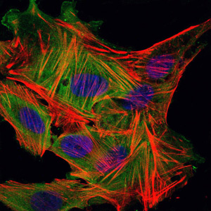 MBP Antibody - Immunofluorescence of MSCS cells using MBP mouse monoclonal antibody (green). Blue: DRAQ5 fluorescent DNA dye. Red: Actin filaments have been labeled with Alexa Fluor-555 phalloidin.