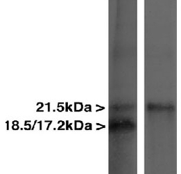 MBP / Myelin Basic Protein Antibody - Myelin Basic Protein Antibody - Blots of crude rat spinal cord homogenate blotted with MBP Antibody (right lane) and another MBP antibody (left lane). The MBP Antibody monoclonal binds only the largest 21.5kDa transcript, while the other MBP antibody binds all three transcripts.