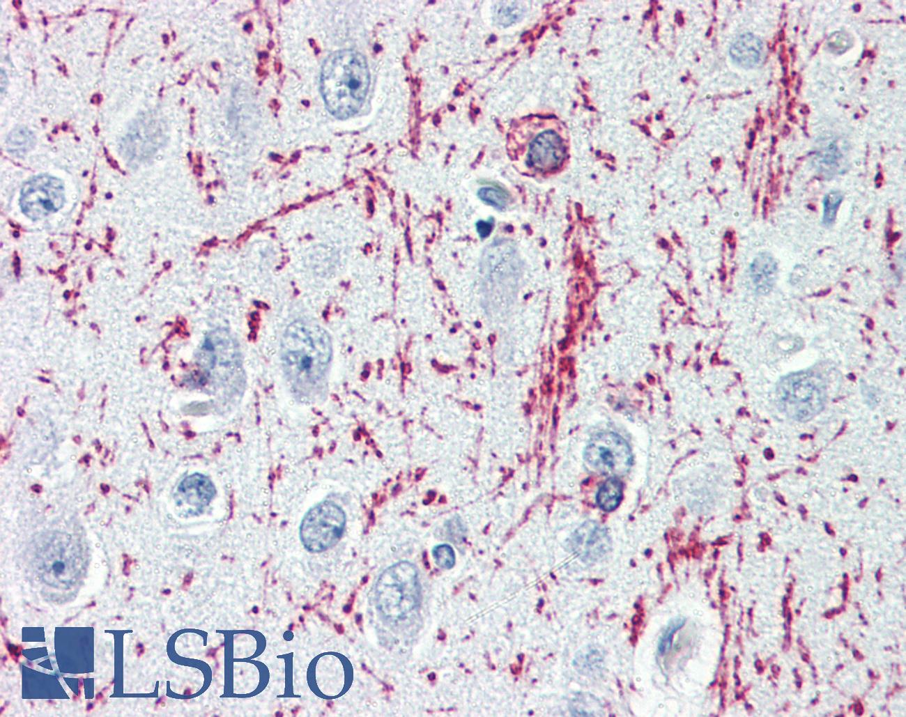MBP / Myelin Basic Protein Antibody - Anti-Myelin Basic Protein antibody IHC of human brain, cortex. Immunohistochemistry of formalin-fixed, paraffin-embedded tissue after heat-induced antigen retrieval. Antibody dilution 1:100.
