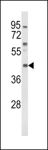 MC3R / MC3 Receptor Antibody - Western blot of MC3R Antibody in K562 cell line lysates (35 ug/lane). MC3R (arrow) was detected using the purified antibody.