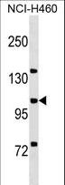 MCF2L / DBS Antibody - MCF2L Antibody western blot of NCI-H460 cell line lysates (35 ug/lane). The MCF2L antibody detected the MCF2L protein (arrow).