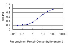 MCF2L / DBS Antibody - Detection limit for recombinant GST tagged MCF2L is approximately 0.03 ng/ml as a capture antibody.