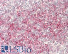MCL1 / MCL 1 Antibody - Human Tonsil: Formalin-Fixed, Paraffin-Embedded (FFPE)
