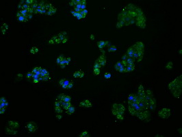 MCL1 / MCL 1 Antibody - Immunofluorescent staining of HepG2 cells using anti-MCL1 mouse monoclonal antibody.