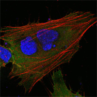 MCL1 / MCL 1 Antibody - Confocal immunofluorescence of HepG2 cells using MCL1 mouse monoclonal antibody (green). Red: Actin filaments have been labeled with DY-554 phalloidin. Blue: DRAQ5 fluorescent DNA dye.