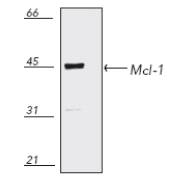 MCL1 / MCL 1 Antibody - Western blot of human epidermoid carcinoma A431 cell lysate, probed with Mcl-1 polyclonal antibody.