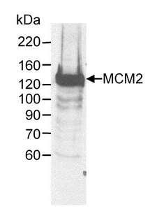 MCM2 Antibody - Detection of Human MCM2 by Western Blot. Sample: Whole cell lysate (60 ug) from HeLa cells. Antibody: Affinity purified goat anti-MCM2 used at 0.25 ug/ml. Detection: Chemiluminescence.