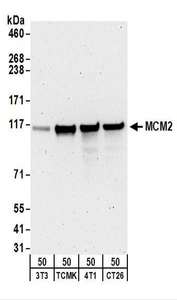 MCM2 Antibody - Detection of Mouse MCM2 by Western Blot. Samples: Whole cell lysate (50 ug) from NIH3T3, TCMK-1, 4T1, and CT26.WT cells. Antibodies: Affinity purified goat anti-MCM2 antibody used for WB at 0.5 ug/ml. Detection: Chemiluminescence with an exposure time of 3 minutes.