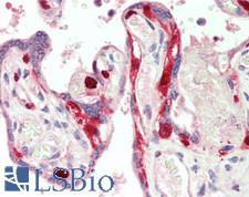 MCM2 Antibody - Human Placenta: Formalin-Fixed, Paraffin-Embedded (FFPE)