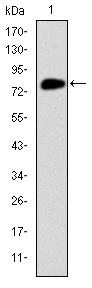 MCM2 Antibody - Western blot using MCM2 monoclonal antibody against human MCM2 (AA: 16-232) recombinant protein.(Expected MW is 50.4 kDa)