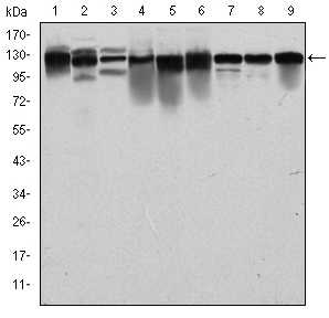 MCM2 Antibody - Western blot using MCM2 mouse monoclonal antibody against PC-12 (1), Cos7 (2), NIH/3T3 (3), HepG2 (4), HEK293 (5), K562 (6), Jurkat (7), HeLa (8) and MCF-7 (9) cell lysate.