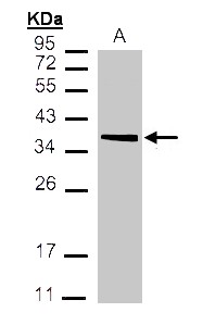 MDH / MDH2 Antibody - Sample (30 ug of whole cell lysate). A:293T. 12% SDS PAGE. MDH / MDH2 antibody diluted at 1:1000