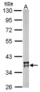 MDH / MDH2 Antibody - Sample (20 ug of whole cell lysate). A: mouse brain. 10% SDS PAGE. MDH / MDH2 antibody diluted at 1:10000.