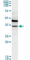 MDH / MDH2 Antibody - MDH2 monoclonal antibody, clone 1G12. Western blot of MDH2 expression in IMR-32.