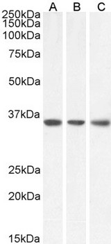 MDH / MDH2 Antibody - Antibody (0.1µg/ml) staining of HeLa (A), HepG2 (B) and NIH3T3 (C) lysate (35µg protein in RIPA buffer). Primary incubation was 1 hour. Detected by chemiluminescence.
