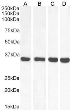 MDH / MDH2 Antibody - Goat anti-MDH2 Antibody (0.01µg/ml) staining of Human (A), Mouse (B), Rat (C) and Pig (D) Heart lysate (35µg protein in RIPA buffer). Primary incubation was 1 hour. Detected by chemiluminescencence.
