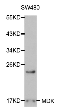 MDK / Midkine Antibody - Western blot analysis of extracts of sw480 cells, using MDK antibody at 1:1000 dilution. The secondary antibody used was an HRP Goat Anti-Rabbit IgG (H+L) at 1:10000 dilution. Lysates were loaded 25ug per lane and 3% nonfat dry milk in TBST was used for blocking.