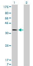 MDM2 Antibody - Western blot of MDM2 expression in transfected 293T cell line by MDM2 monoclonal antibody clone 1A7.