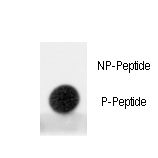 MDM2 Antibody - Dot blot of anti-Phospho-MDM2-pS395 Antibody on nitrocellulose membrane. 50ng of Phospho-peptide or Non Phospho-peptide per dot were adsorbed. Antibody working concentrations are 0.5ug per ml.
