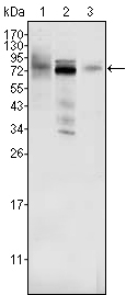 MDM4 / MDMX Antibody - Western blot using MDM4 mouse monoclonal antibody against HeLa (1), A549 (2) and A431 (3) cell lysate.