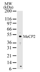 MECP2 Antibody - Western blot of MeCP2 in HeLa cell lysate using antibody at 2 ug/ml.