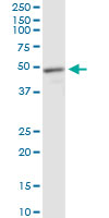 MECP2 Antibody - MECP2 monoclonal antibody clone 4B6. Western blot of MECP2 expression in rat muscle.