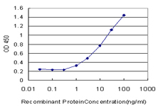 MECP2 Antibody - Detection limit for recombinant GST tagged MECP2 is approximately 1 ng/ml as a capture antibody.
