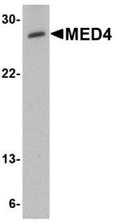 MED4 Antibody - Western blot of MED4 in human testis tissue lysate with MED4 antibody at 0.5 ug/ml.