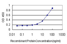 MEF2A / MEF2 Antibody - Detection limit for recombinant GST tagged MEF2A is approximately 1 ng/ml as a capture antibody.
