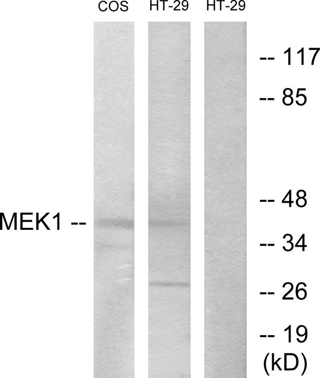 MEK1 + MEK2 Antibody - Western blot analysis of lysates from COS7/HT-29, using MEK1/2 Antibody. The lane on the right is blocked with the synthesized peptide.