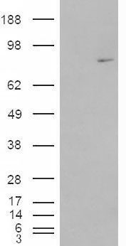 MEPCE Antibody - MEPCE antibody (1µg/ml) staining of Rat Testis lysate (35µg protein in RIPA buffer). Detected by chemiluminescence.