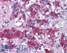 MER / MERTK Antibody - Anti-MERTK antibody IHC of human adrenal. Immunohistochemistry of formalin-fixed, paraffin-embedded tissue after heat-induced antigen retrieval. Antibody concentration 3.75 ug/ml.