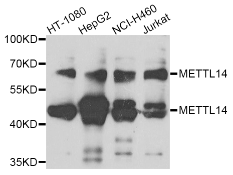 METTL14 Antibody - Western blot analysis of extracts of various cell lines.