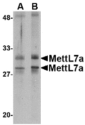 METTL7A Antibody - Western blot of MettL7A in MCF cell lysate with MettL7A antibody at 2 ug/ml.