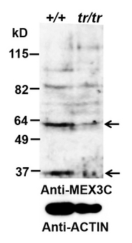 MEX3C Antibody - MEX3C antibody (0.2 ug/ml) staining of Mouse Testis (+/+ is wt, trp/trp is knock-down) lysate (35 ug protein in RIPA buffer). Data obtained by Dr. B. Lu, Wake Forest Baptist Medical Center, Winston-Salem, NC, USA. Primary incubation was 1 hour. Detected by chemiluminescence.