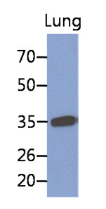 MFAP4 Antibody - Western Blot: The extract of lung (30 ug) were resolved by SDS-PAGE, transferred to PVDF membrane and probed with anti-human MFAP4 antibody (1:1000). Proteins were visualized using a goat anti-mouse secondary antibody conjugated to HRP and an ECL detection system.