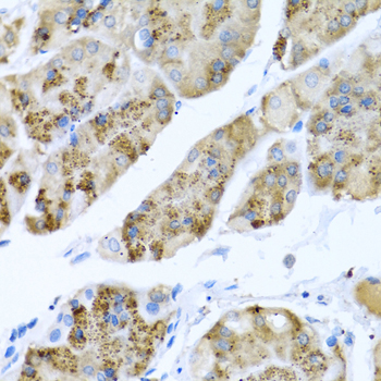 MGP / Matrix Gla-Protein Antibody - Immunohistochemistry of paraffin-embedded human stomach using MGP antibody at dilution of 1:100 (40x lens).