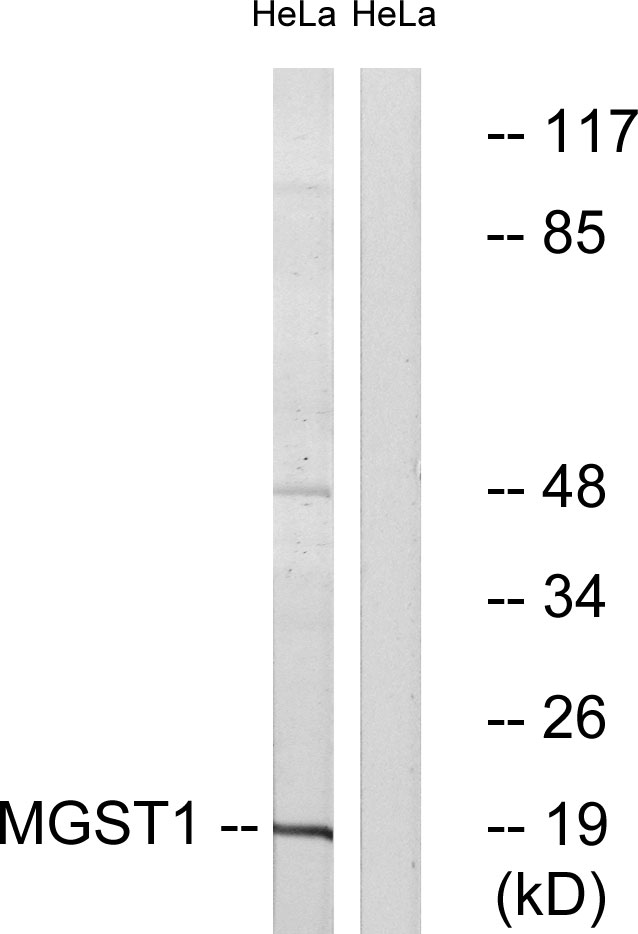 MGST1 Antibody - Western blot analysis of lysates from HeLa cells, using MGST1 Antibody. The lane on the right is blocked with the synthesized peptide.