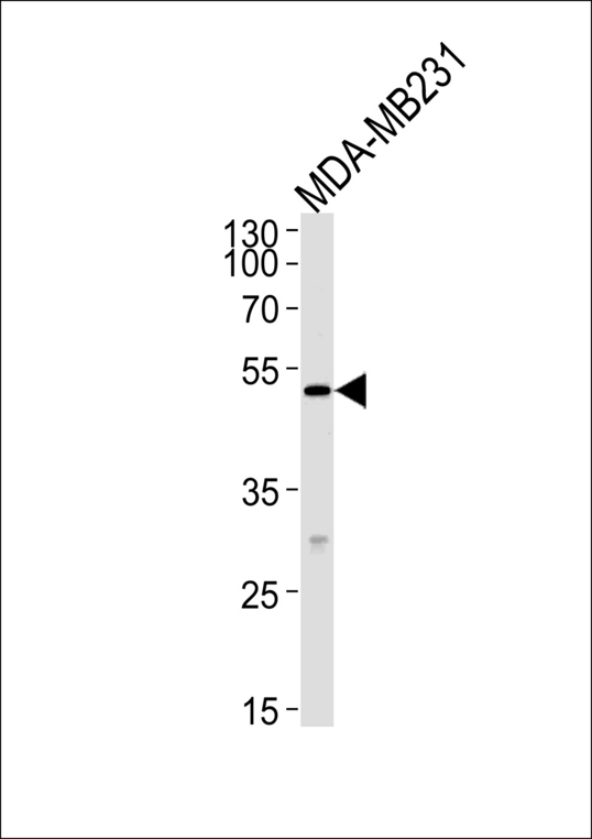 MICA Antibody - MICA Antibody western blot of MDA-MB-231 cell line lysates (35 ug/lane). The MICA antibody detected the MICA protein (arrow).
