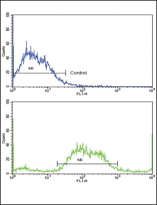 MICA Antibody - Flow cytometric of SK-Br-3 cells using MICA Antibody (bottom histogram) compared to a negative control cell (top histogram). FITC-conjugated goat-anti-rabbit secondary antibodies were used for the analysis.